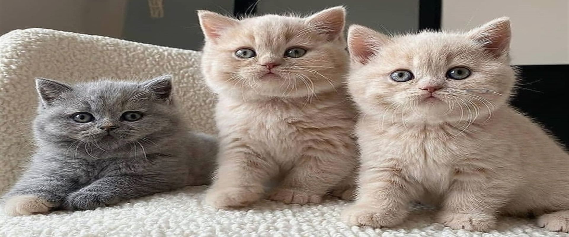 British Shorthair for Sale USA